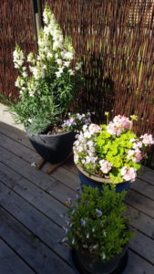 Blomsterkrukker på terrassen