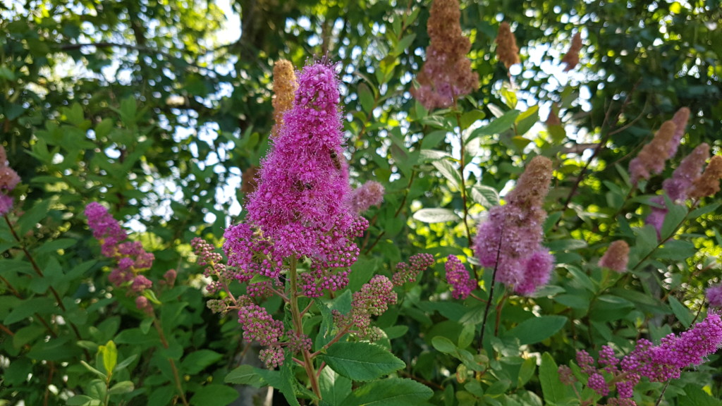 Hvorfor læser du med på bloggen?