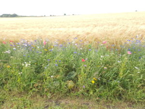 Familieeventyr i Toscana