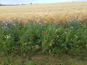 Familieeventyr i Toscana