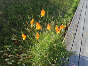 Familieeventyr i Toscana