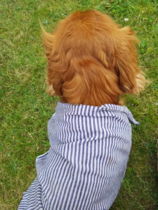 Familieeventyr i Toscana