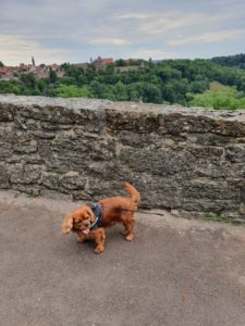 Kalle i Toscana - hunden med familien sydpå