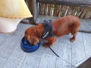 Kalle i Toscana - hunden med familien sydpå