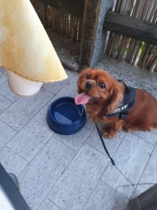 Kalle i Toscana - hunden med familien sydpå