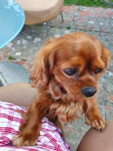 Kalle i Toscana - hunden med familien sydpå