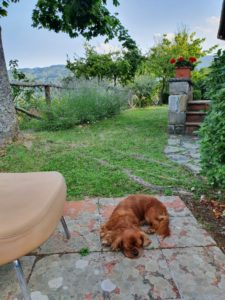Kalle i Toscana - hunden med familien sydpå