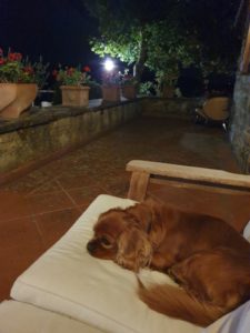 Kalle i Toscana - hunden med familien sydpå