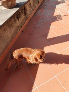 Kalle i Toscana - hunden med familien sydpå