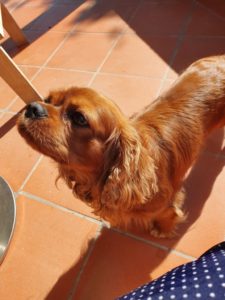 Kalle i Toscana - hunden med familien sydpå