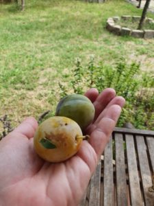 Italienske lækkerier i Toscana - ferie glimt