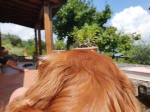 Kalle i Toscana - hunden med familien sydpå