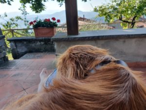 Kalle i Toscana - hunden med familien sydpå