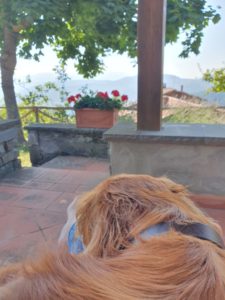 Kalle i Toscana - hunden med familien sydpå