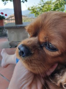 Kalle i Toscana - hunden med familien sydpå