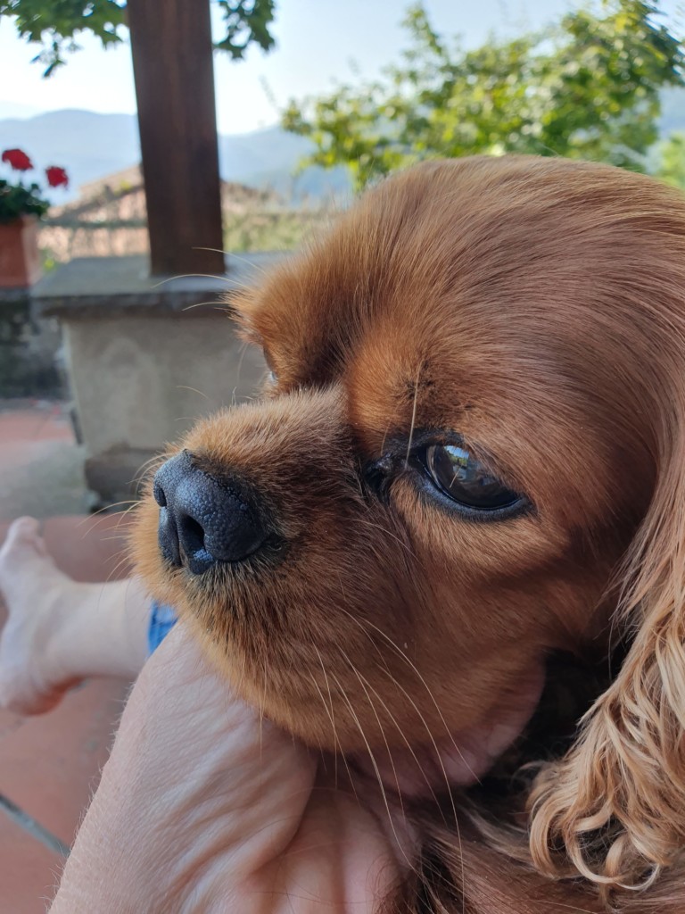 Kalle i Toscana - hunden med familien sydpå