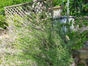 Hvorfor er det lige at jeg ikke bor i Toscana?