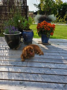 2019-08-26 16.23.00 • nogetiovnen.dk Kallehunden i sommerhuset