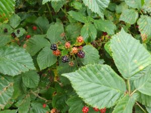 2019-09-01 11.39.19 • nogetiovnen.dk Brombær kage med kokosmarengs - opskrift