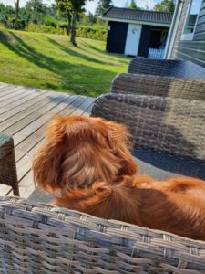 2019-09-02 10.04.18 • nogetiovnen.dk Kallehunden