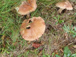 En blogger lykkelig hilsen til dig fra sommerhuset