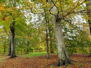 Skønne efterårsglimt