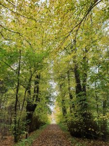 Skønne efterårsglimt