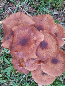 Skønne efterårsglimt