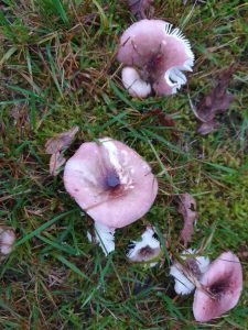 Skønne efterårsglimt