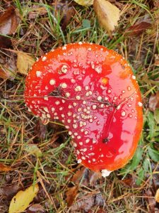 Skønne efterårsglimt