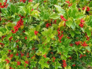 Skønne efterårsglimt