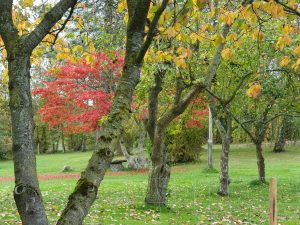 Skønne efterårsglimt