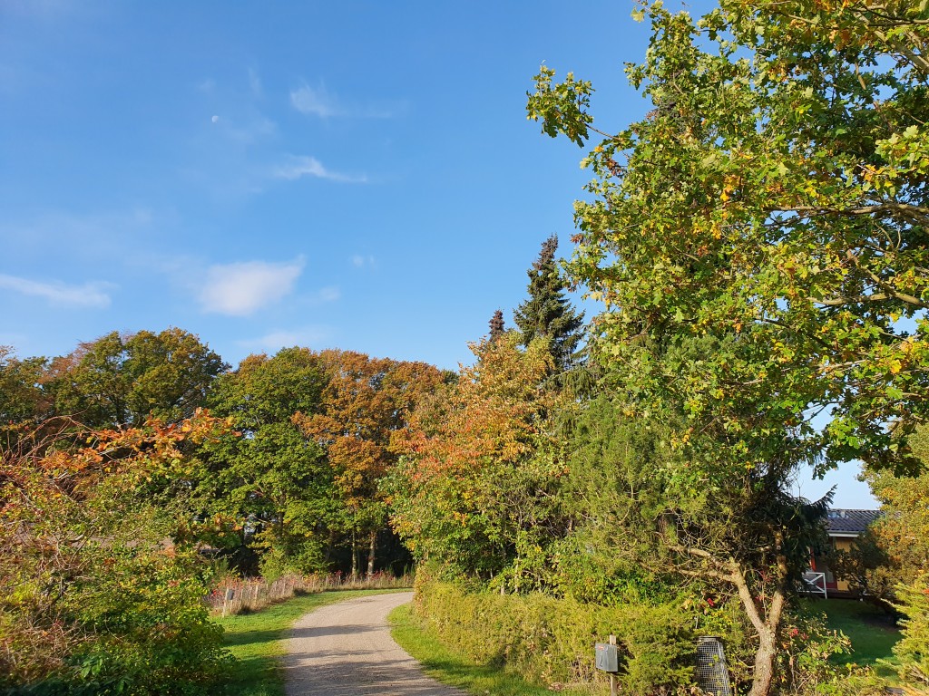 Skønne efterårsglimt