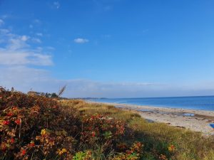 Skønne efterårsglimt