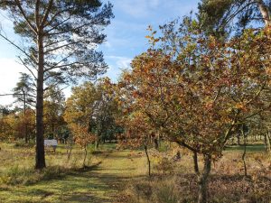 2019-10-28 09.45.38 • nogetiovnen.dk Skønne efterårsglimt - en fortryllende solskinsdag