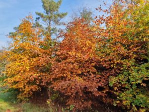 Skønne efterårsglimt