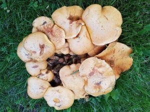 Det der fylder i hjertet, skal man værne om