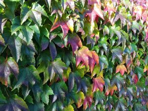 Det der fylder i hjertet, skal man værne om