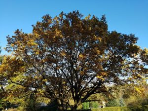 Det der fylder i hjertet, skal man værne om