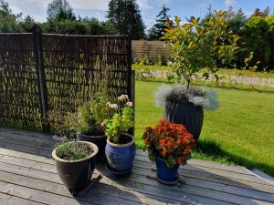 Sommer i sommerhuset 