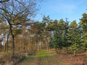 Køb ingenting januar - genbrug og bæredygtighed