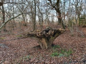 Køb ingenting januar - genbrug og bæredygtighed