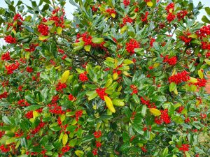 Køb ingenting januar - genbrug og bæredygtighed