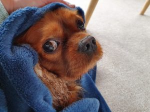 Ting der gør mig glad og lykkelig lige nu