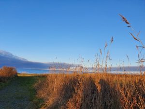 Corona virus - har du også ondt i maven?