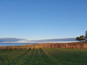 Corona virus - har du også ondt i maven?