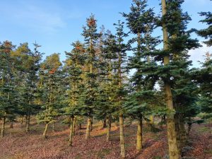 Corona virus - har du også ondt i maven?