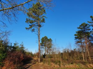 Corona - kaos, kærlighed og kreativitet