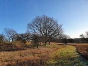Corona - kaos, kærlighed og kreativitet