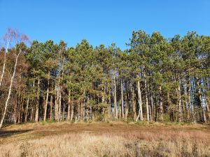 Corona - kaos, kærlighed og kreativitet